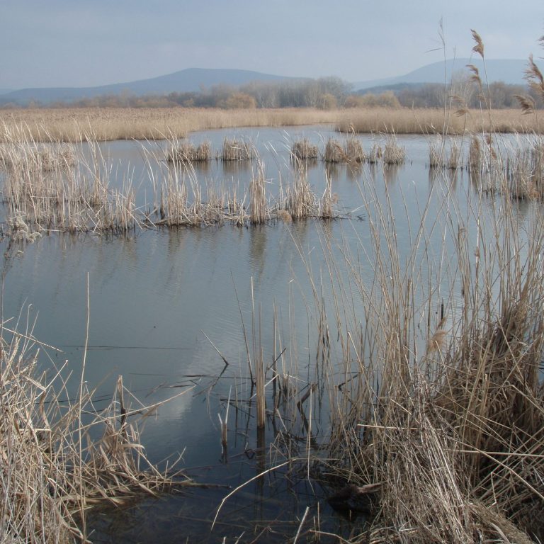 Read more about the article Westin, avagy a skandináv trend