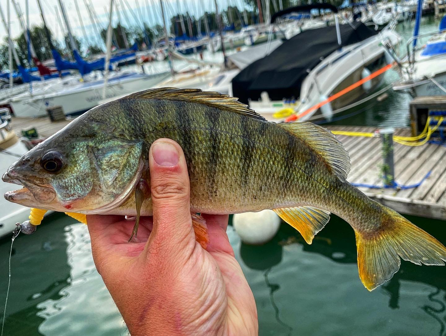 Tanta Háború: Szívószál a Balatonon 14 Tanta Háború: Szívószál a Balatonon 14