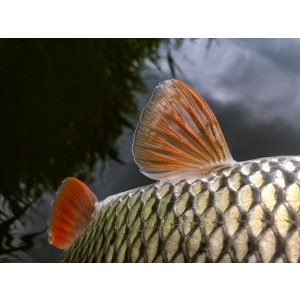 Mint a cukrot… Lurefans CC50F 11 Mint a cukrot… Lurefans CC50F 11
