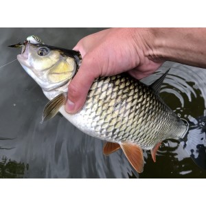 Mint a cukrot… Lurefans CC50F 10 Mint a cukrot… Lurefans CC50F 10